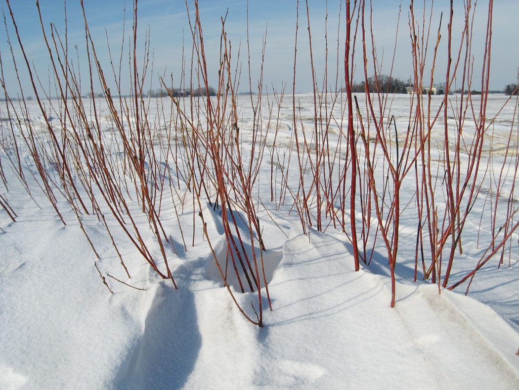 1653429548432 Wsf Willowlsf Jan2015