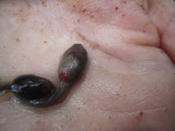 Tads%20with%20Ranavirus-good-1 Tads%20with%20Ranavirus-good-1