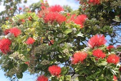 Ohia-Tree-Red-Lehua-3-MS Ohia-Tree-Red-Lehua-3-MS
