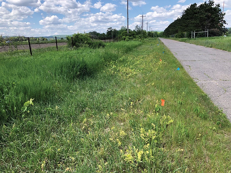 1654617879721 Veg Img 2434