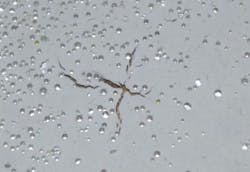 Figure%205b Figure%205b