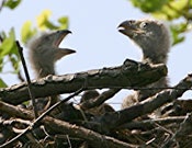 1654793068649 2004young1