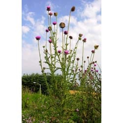 1654804615740 Musk Thistlesmall