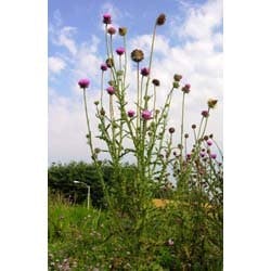 1654804615740 Musk Thistlesmall 1654804615740 Musk Thistlesmall