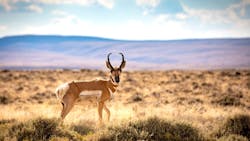 Pronghorn-800px Pronghorn-800px