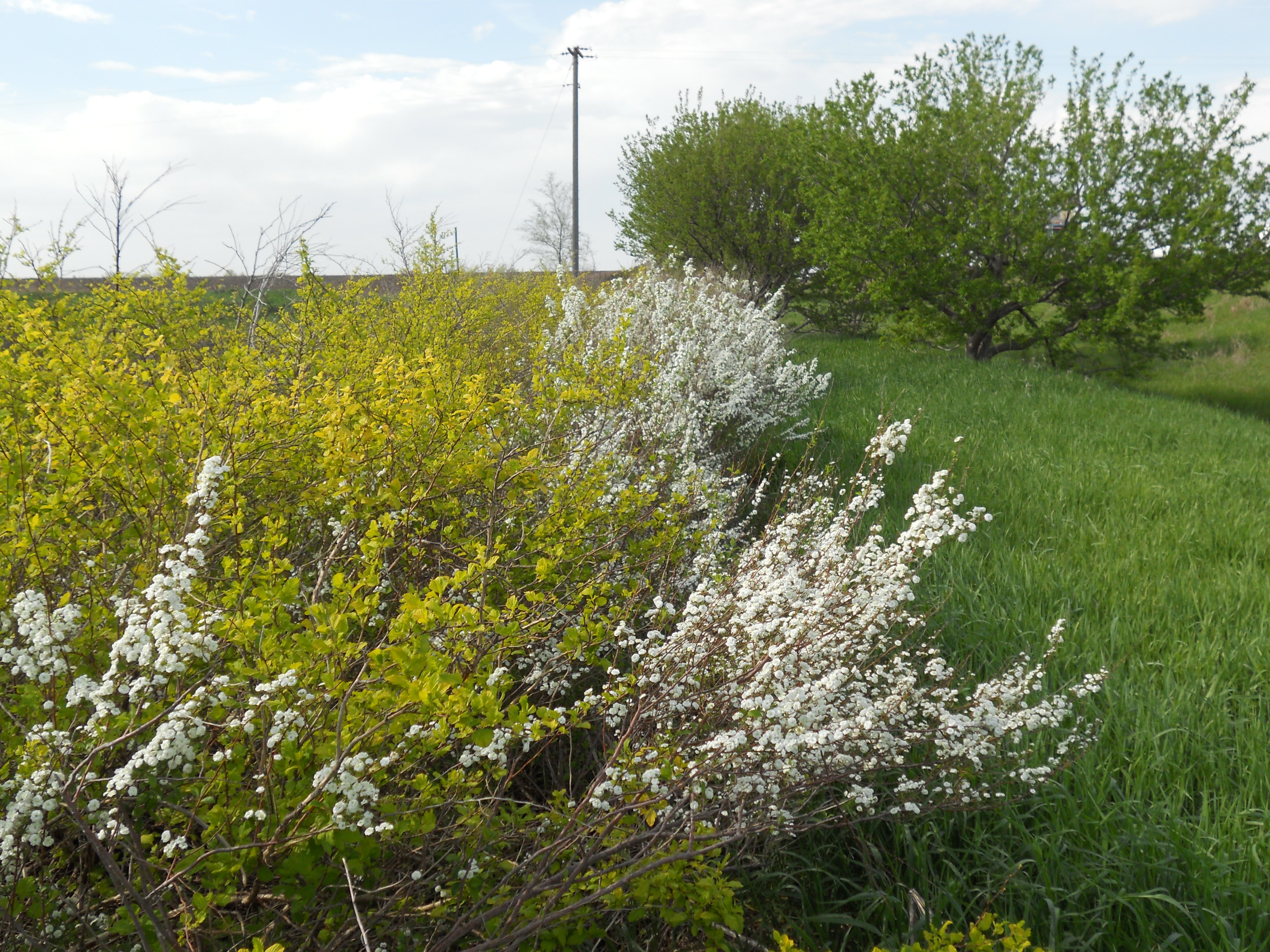 1655174592686 Snowfence In Spring