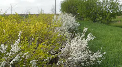 snowfence in spring