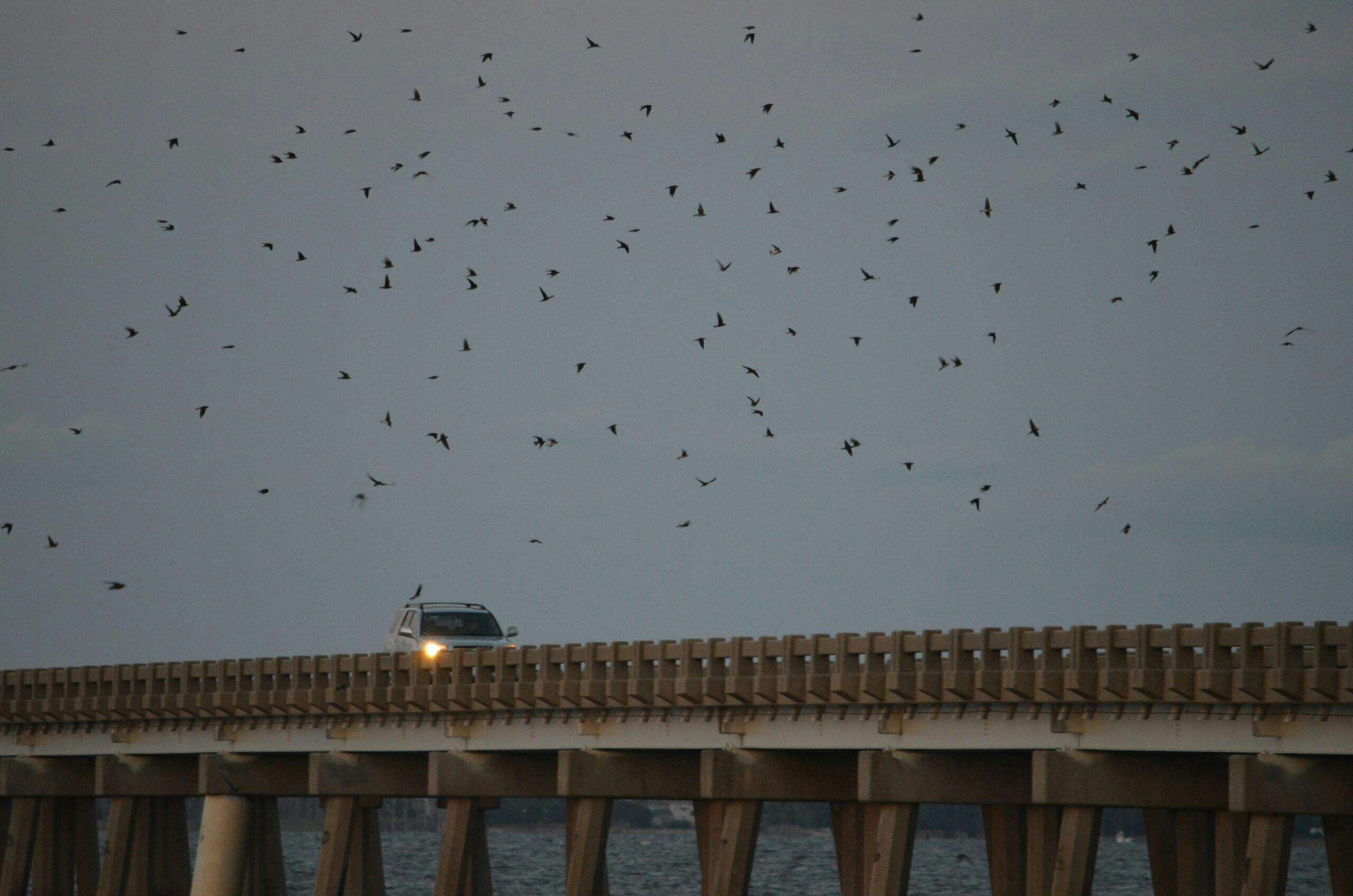 65f842e0a90769001ee511e8 Umsteadbridgepurplemartinsscaled