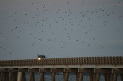 65f842e0a90769001ee511e8 Umsteadbridgepurplemartinsscaled 65f842e0a90769001ee511e8 Umsteadbridgepurplemartinsscaled