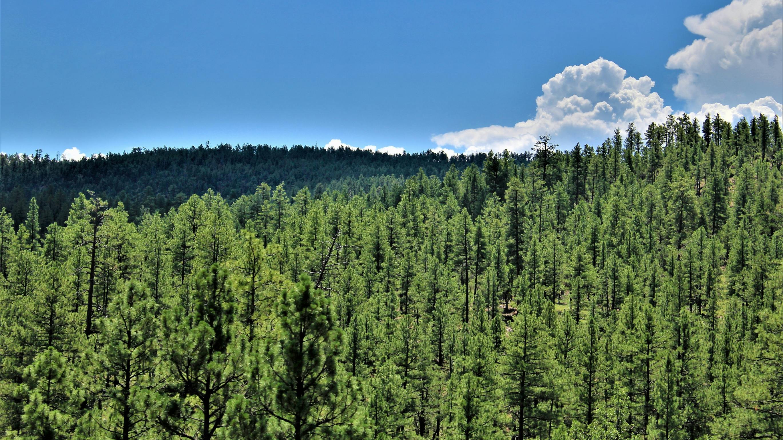 Tonto National Forest in Arizona.