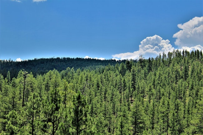 Tonto National Forest in Arizona.