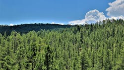Tonto National Forest in Arizona. Tonto National Forest in Arizona.