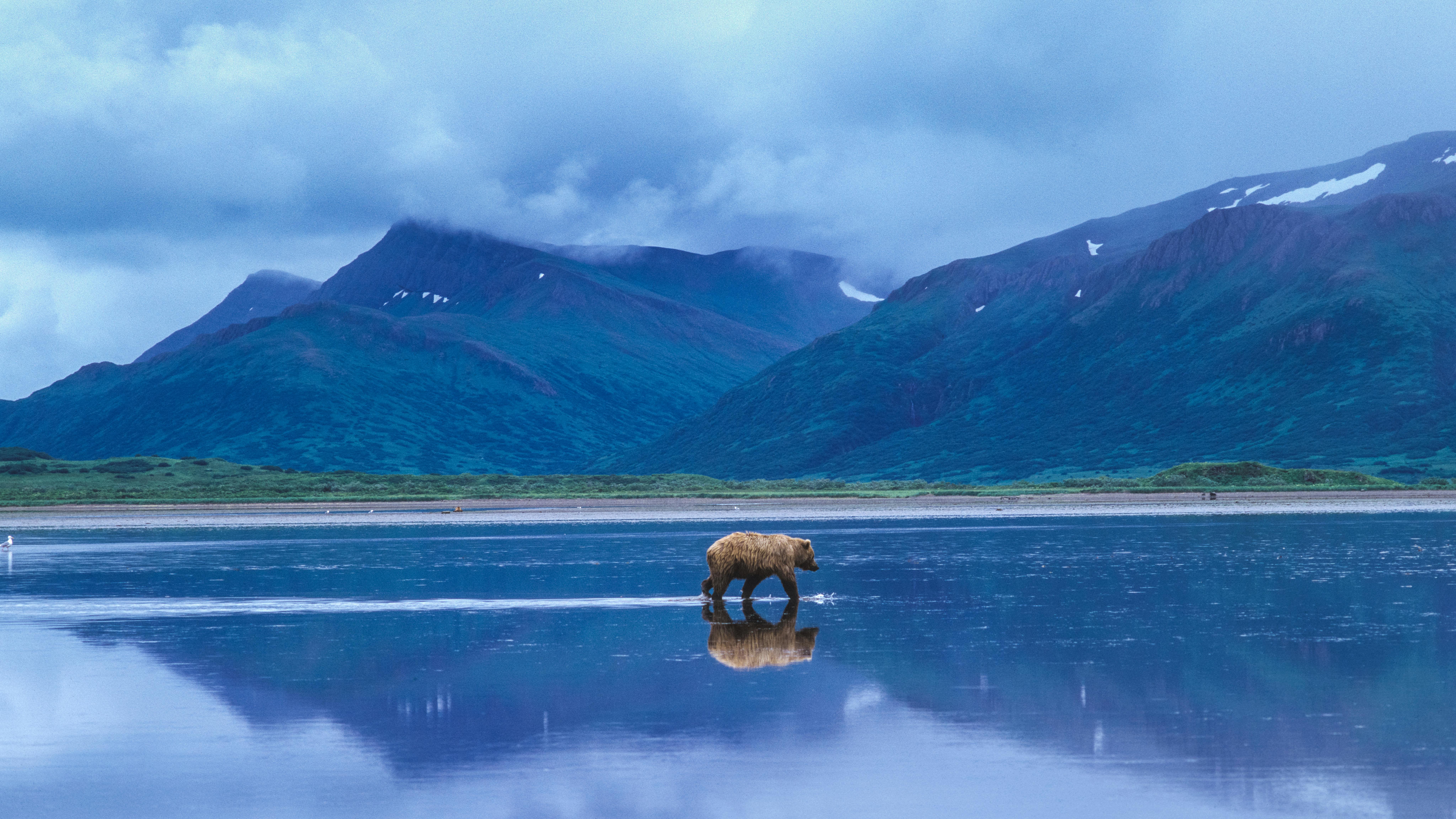 A brown bear crosses tidal flats at Izembek National Wildlife Refuge, Alaska.