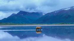 A brown bear crosses tidal flats at Izembek National Wildlife Refuge, Alaska.