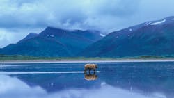 A brown bear crosses tidal flats at Izembek National Wildlife Refuge, Alaska. A brown bear crosses tidal flats at Izembek National Wildlife Refuge, Alaska.