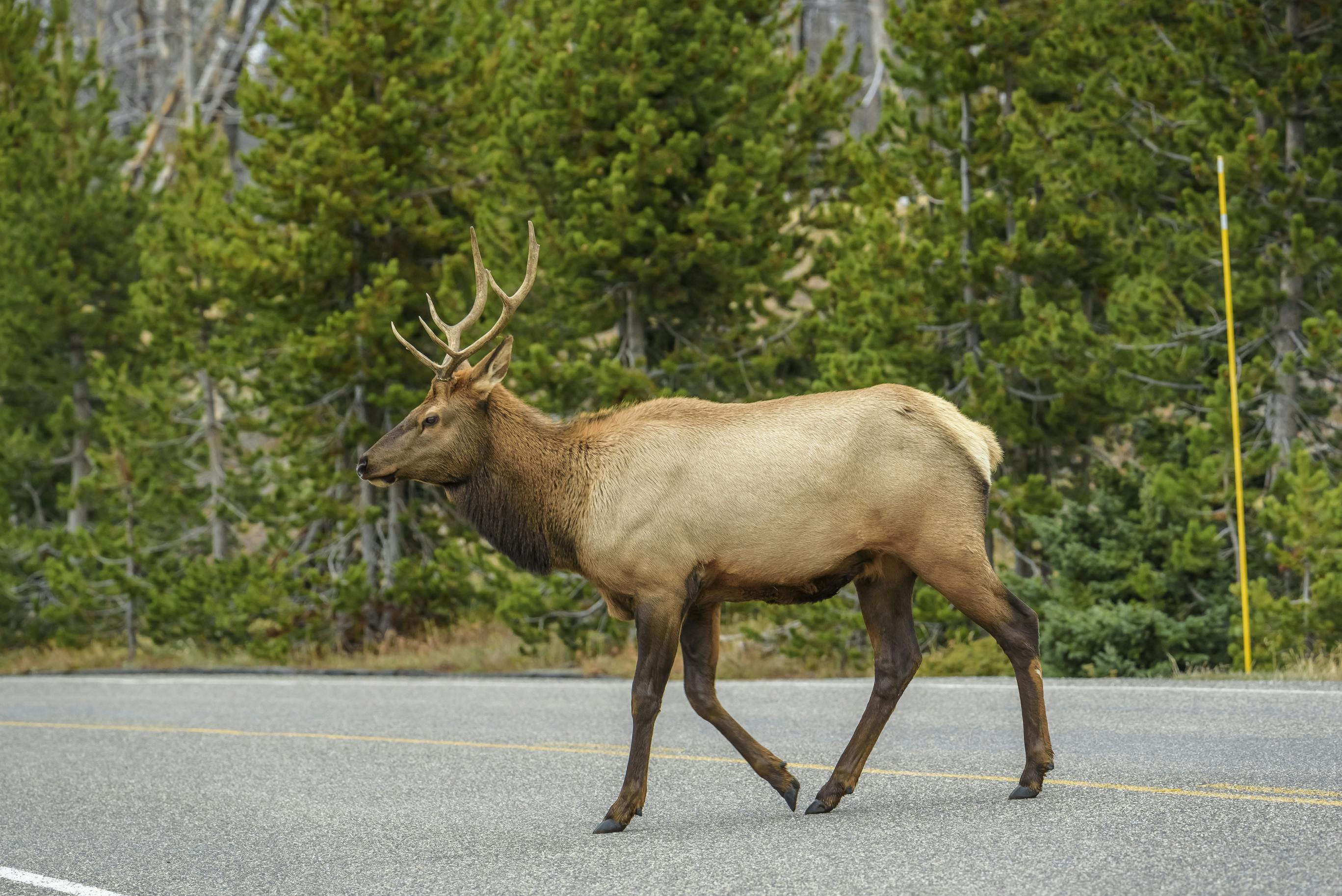 An elk crossing a roadway in Yellowstone National Park.