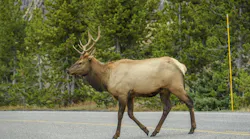 An elk crossing a roadway in Yellowstone National Park.