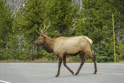 An elk crossing a roadway in Yellowstone National Park. An elk crossing a roadway in Yellowstone National Park.