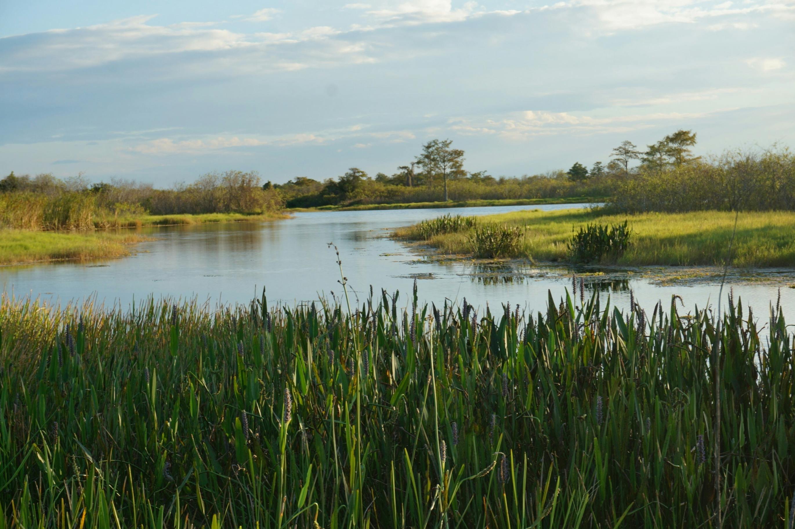 The Grassy Waters Preserve in Palm Beach County, Fla.