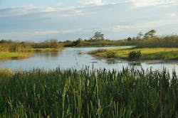 The Grassy Waters Preserve in Palm Beach County, Fla. The Grassy Waters Preserve in Palm Beach County, Fla.