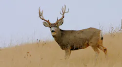A large, male mule deer in a grassland.