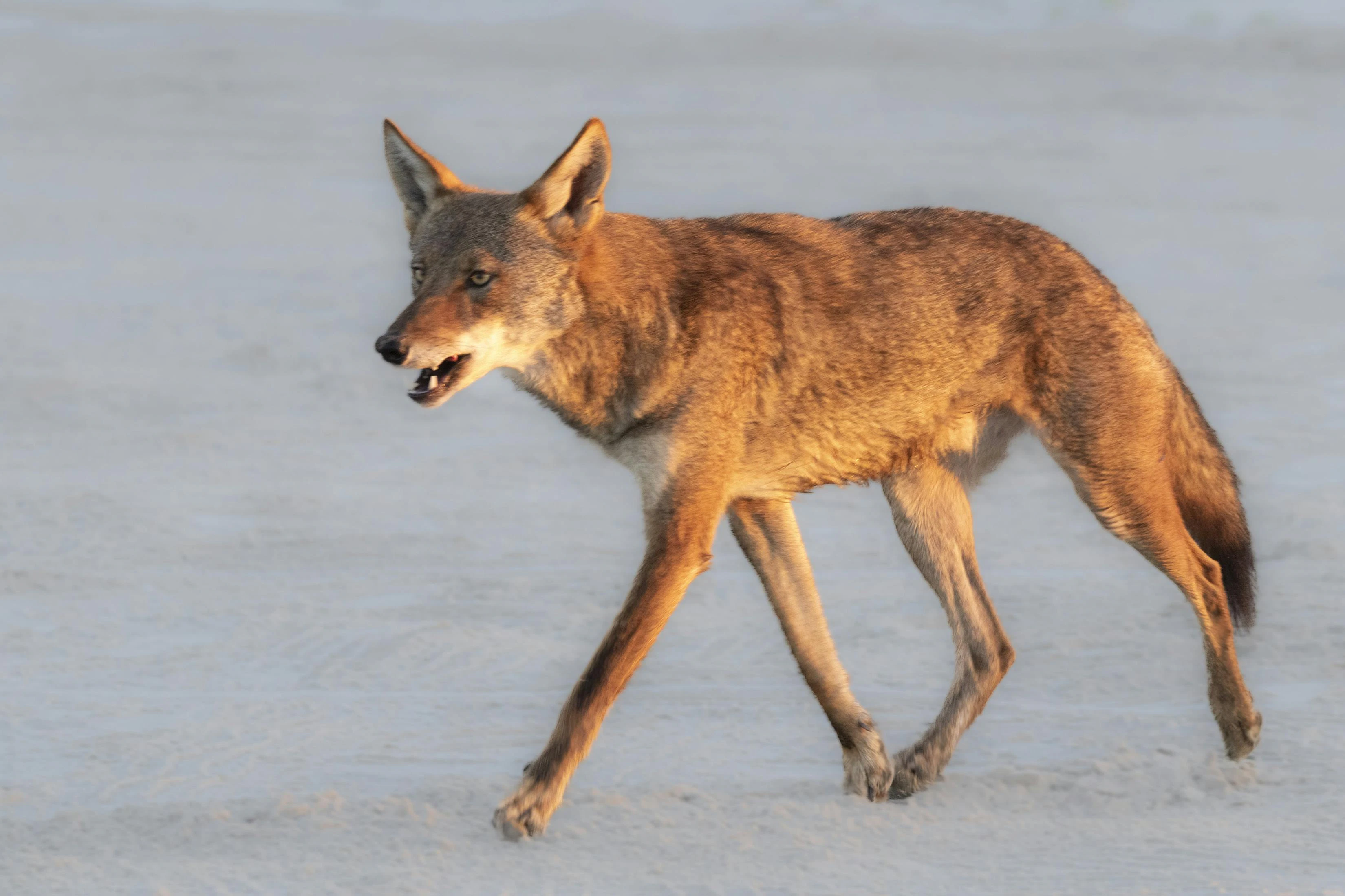 A ghost wolf trots across the sand on Galveston Island in Texas.