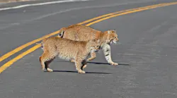 A pair of bobcats crossing a roadway.