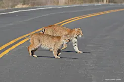 A pair of bobcats crossing a roadway. A pair of bobcats crossing a roadway.