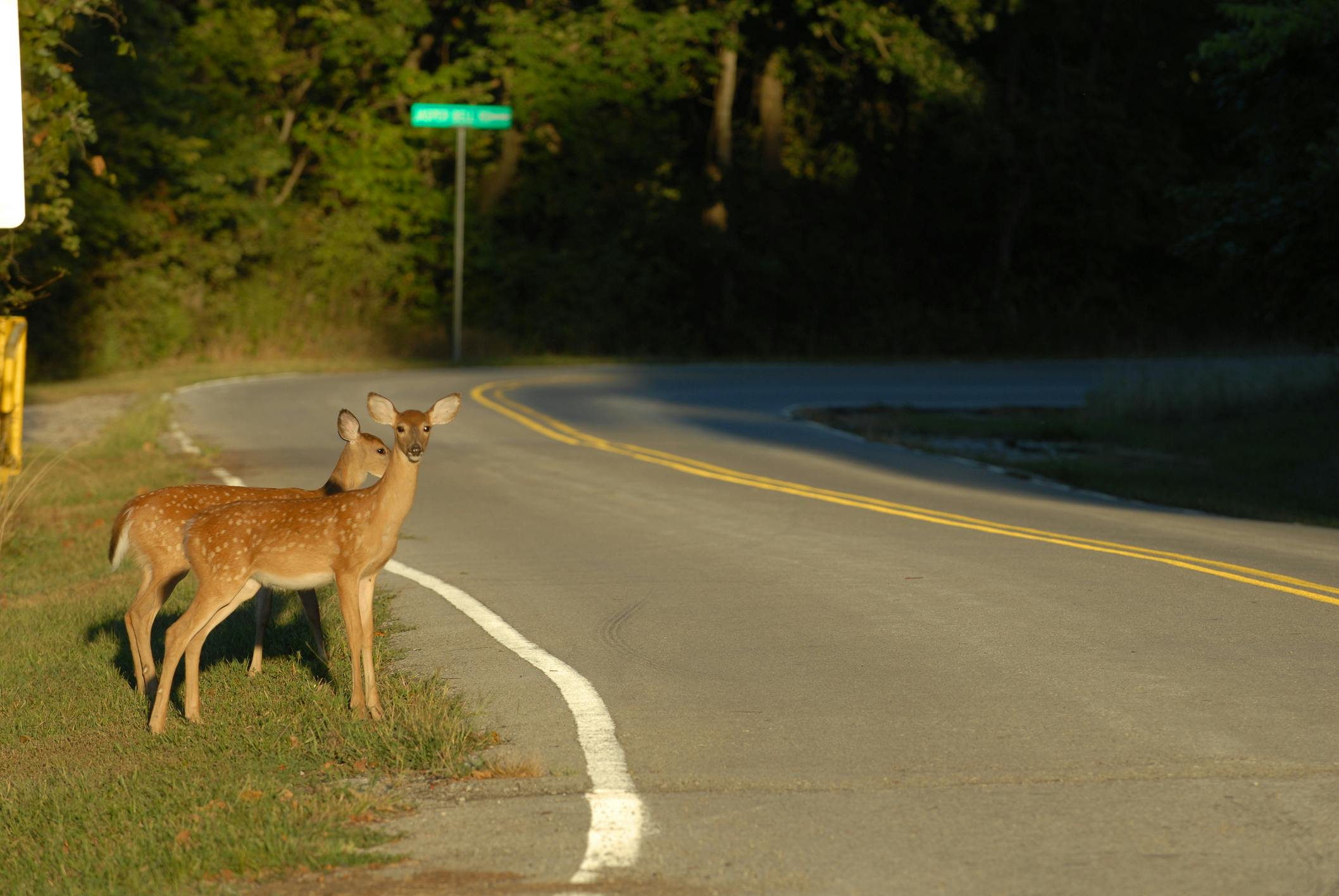 Two deer waiting to cross a roadway.