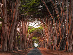 Stock photo of a spooky road